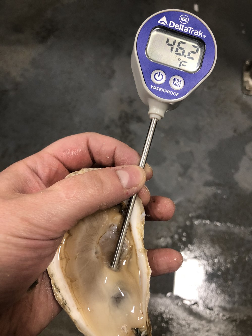 How long do oysters stay fresh? Pangea Shellfish Company