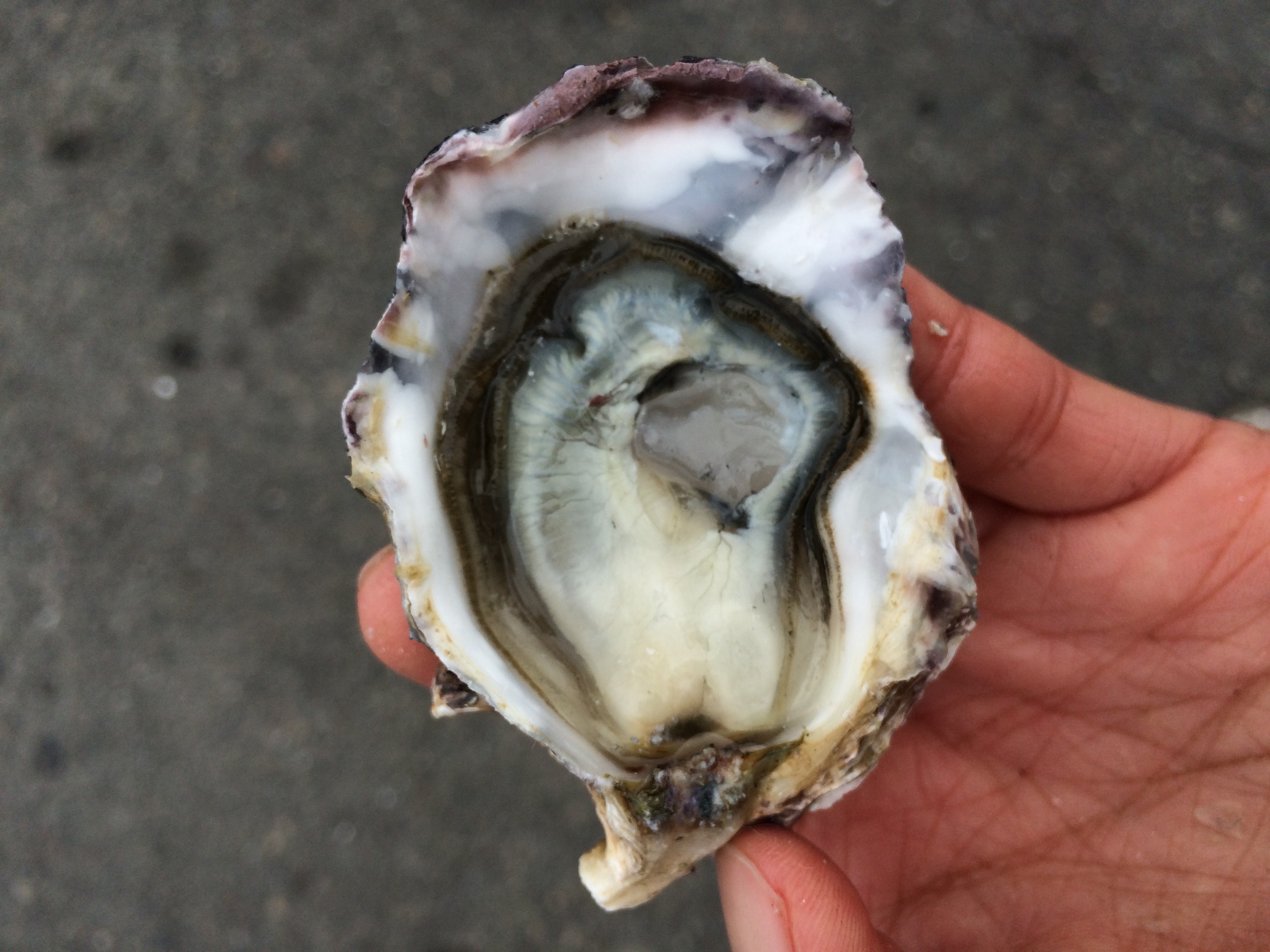 Shuck of the Week Coromandel and Chincoteague Oysters Pangea Shellfish Company