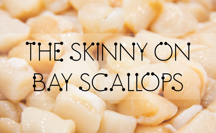The Skinny On Bay Scallops Pangea Shellfish Company