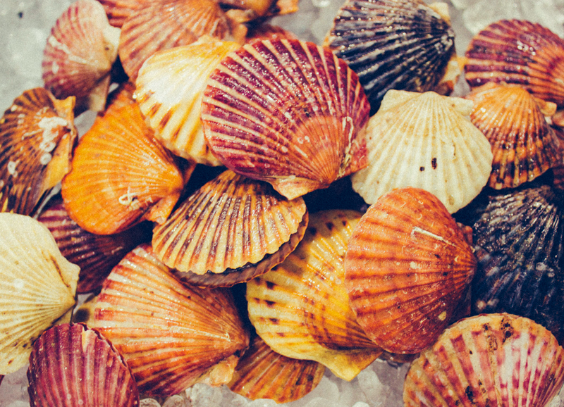 The Skinny On Bay Scallops Pangea Shellfish Company