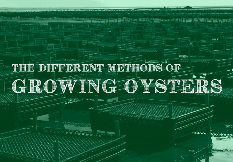 The Different Methods of Growing Oysters Pangea Shellfish Company