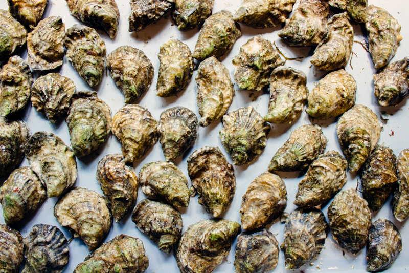 The Culling Process Oyster Grades and Sizes Pangea Shellfish Company