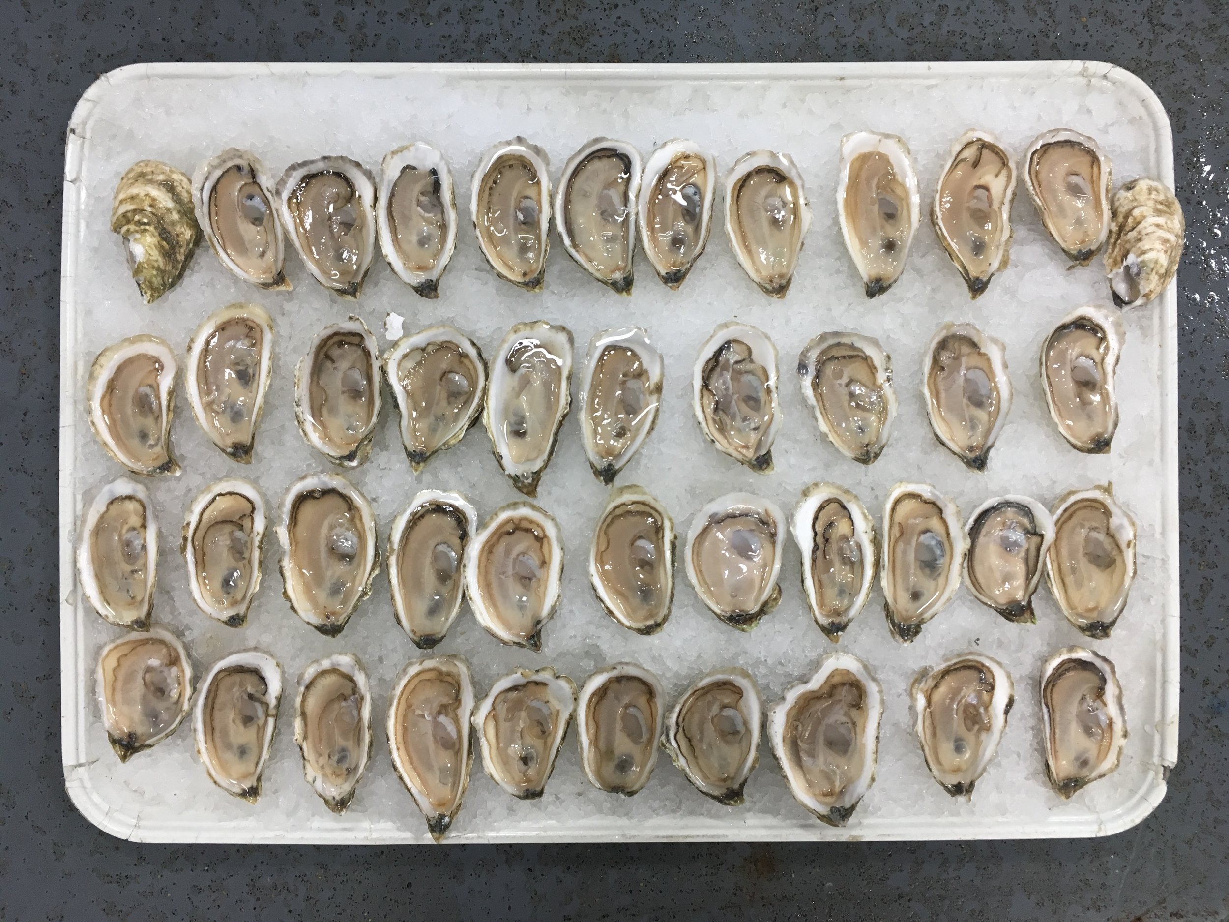 How long do oysters stay fresh? Pangea Shellfish Company