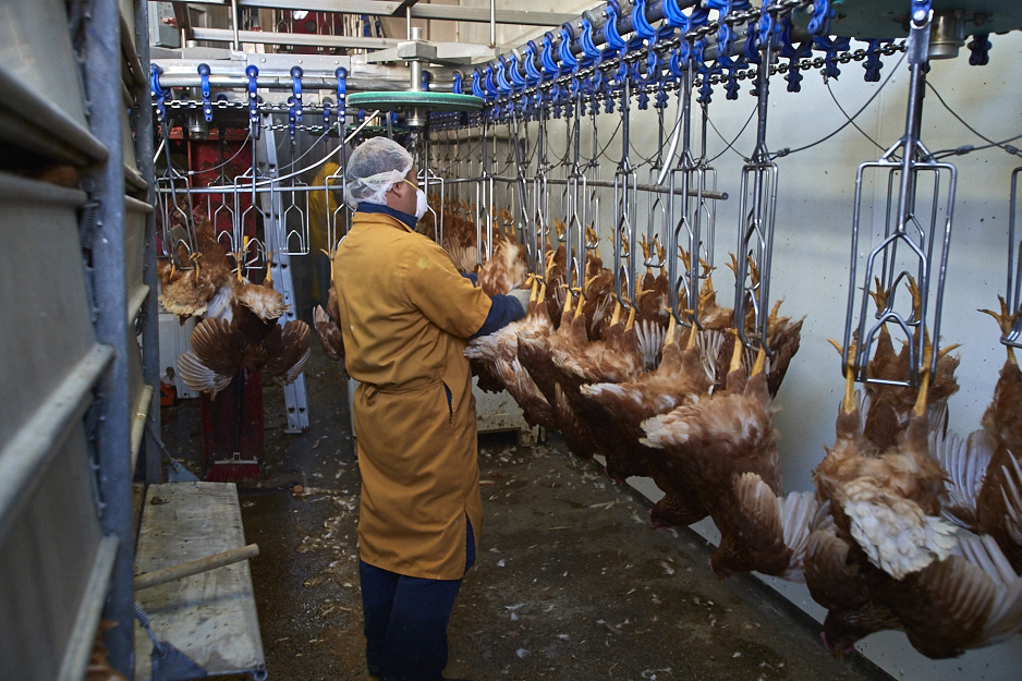 NEWS OF THE WEEK Chicken Council Wants To Speed Up Slaughter