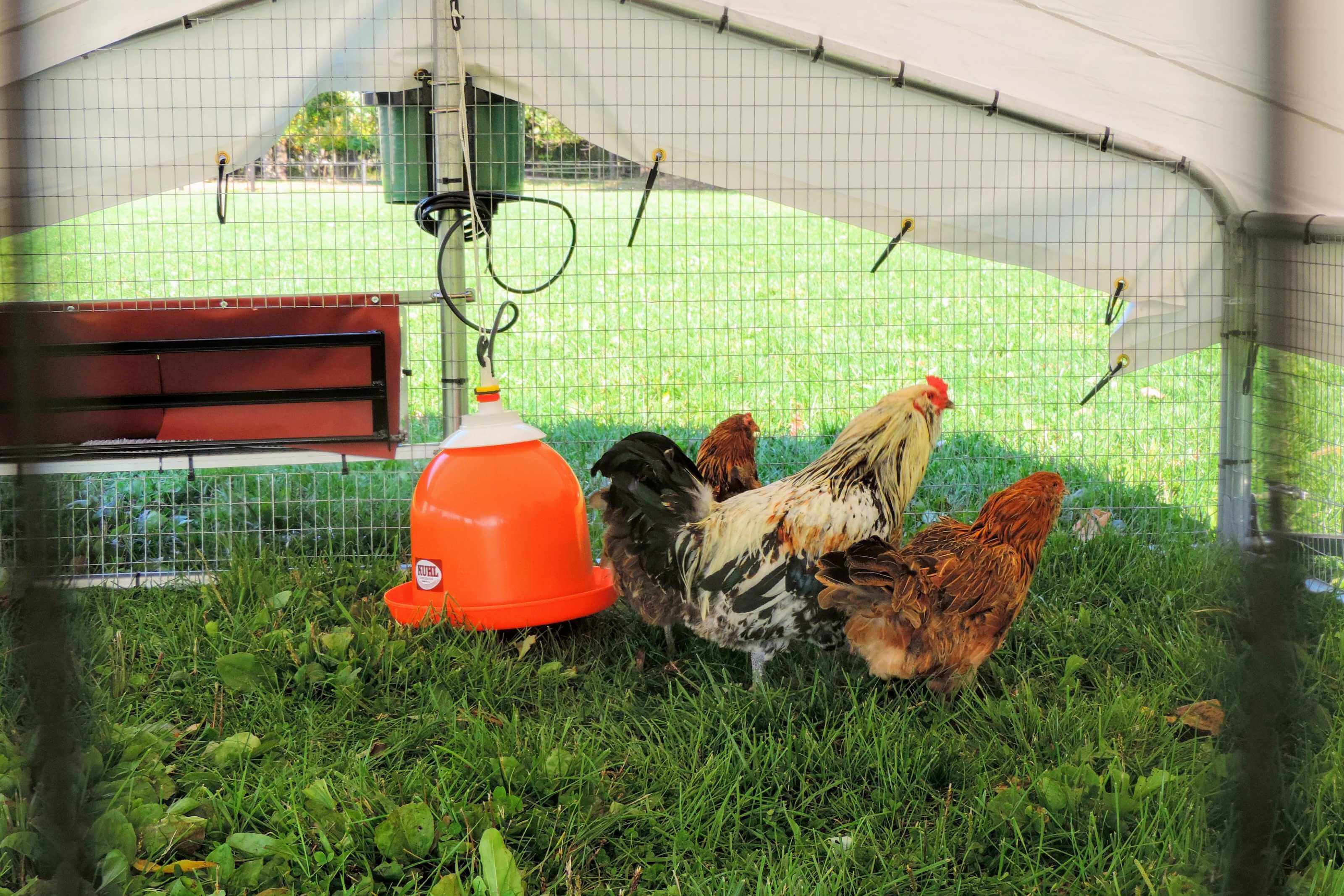 Chicken Coop 12x12 ' Chicken Ranger