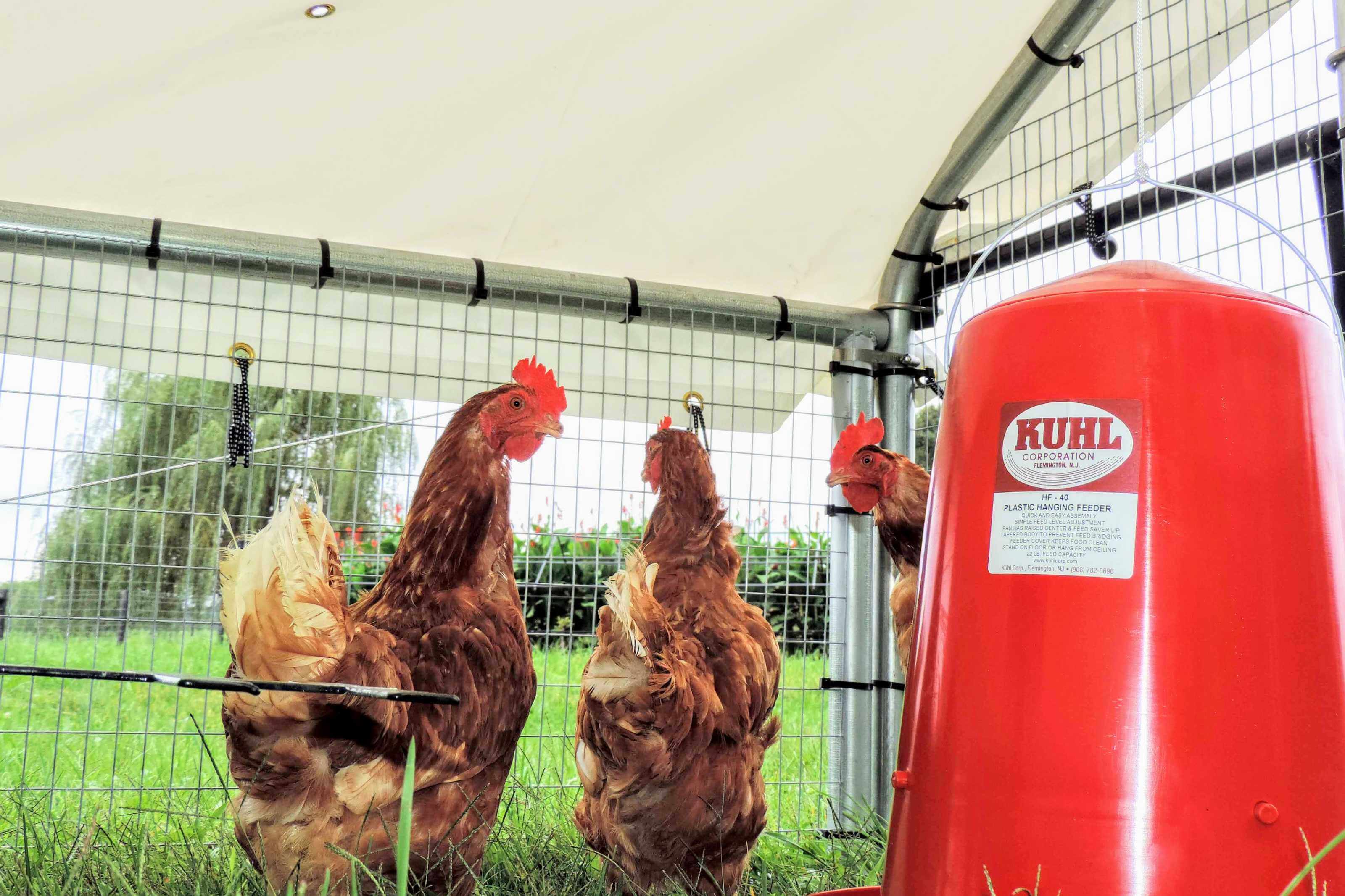 Commercial Chicken Coops for Pastured Poultry Chicken Ranger