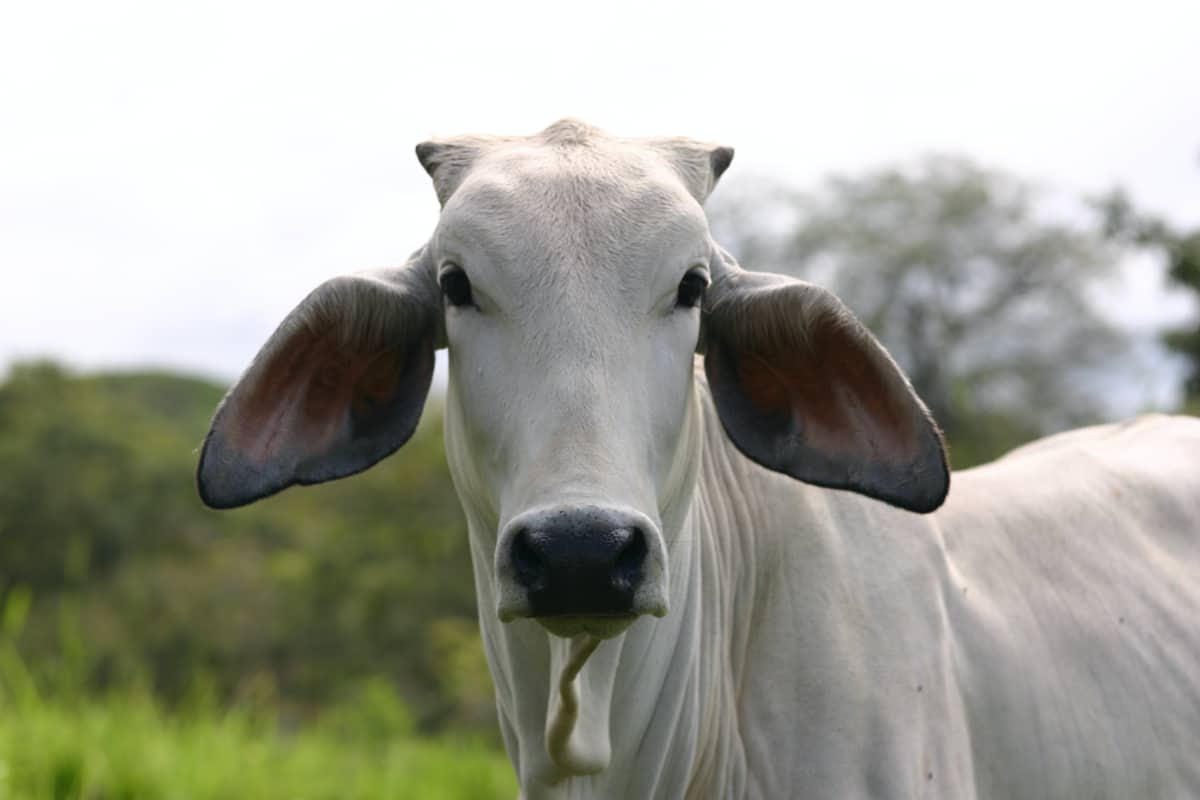 Desi A2 Milk From Organic Mandya Cow's Milk Straight from the Farmers