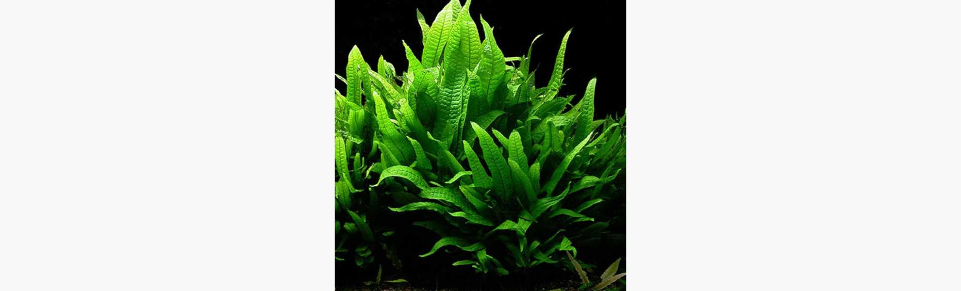 The best plants & bulbs for betta fish Bettaboxx