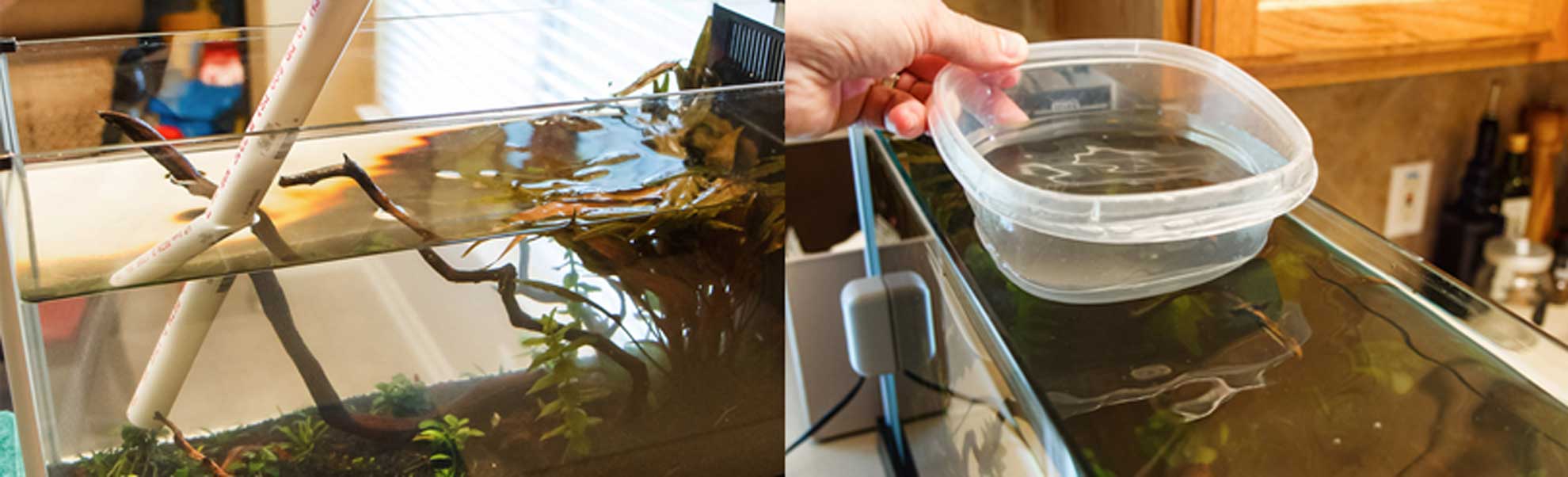 Algae eaters + others tips for an algae free betta tank Bettaboxx