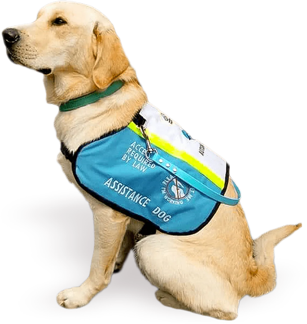 Can Service Dogs Be Left Alone