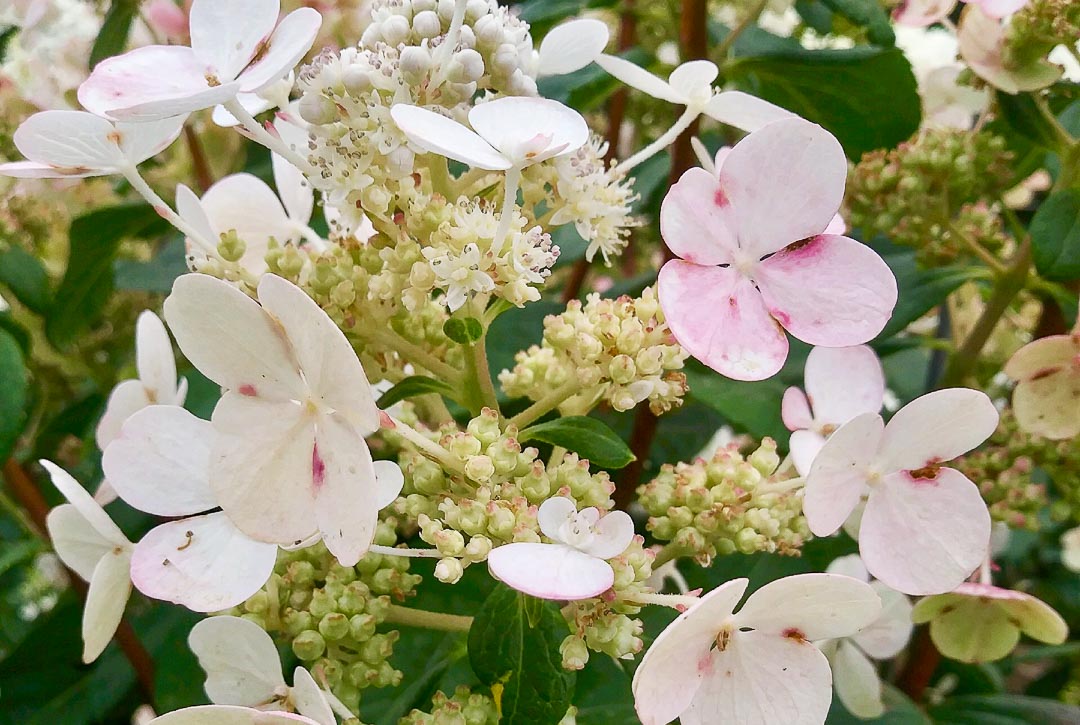 Quick Fire Hydrangea (Tree Form) Buy Online, Pickup at Nursery