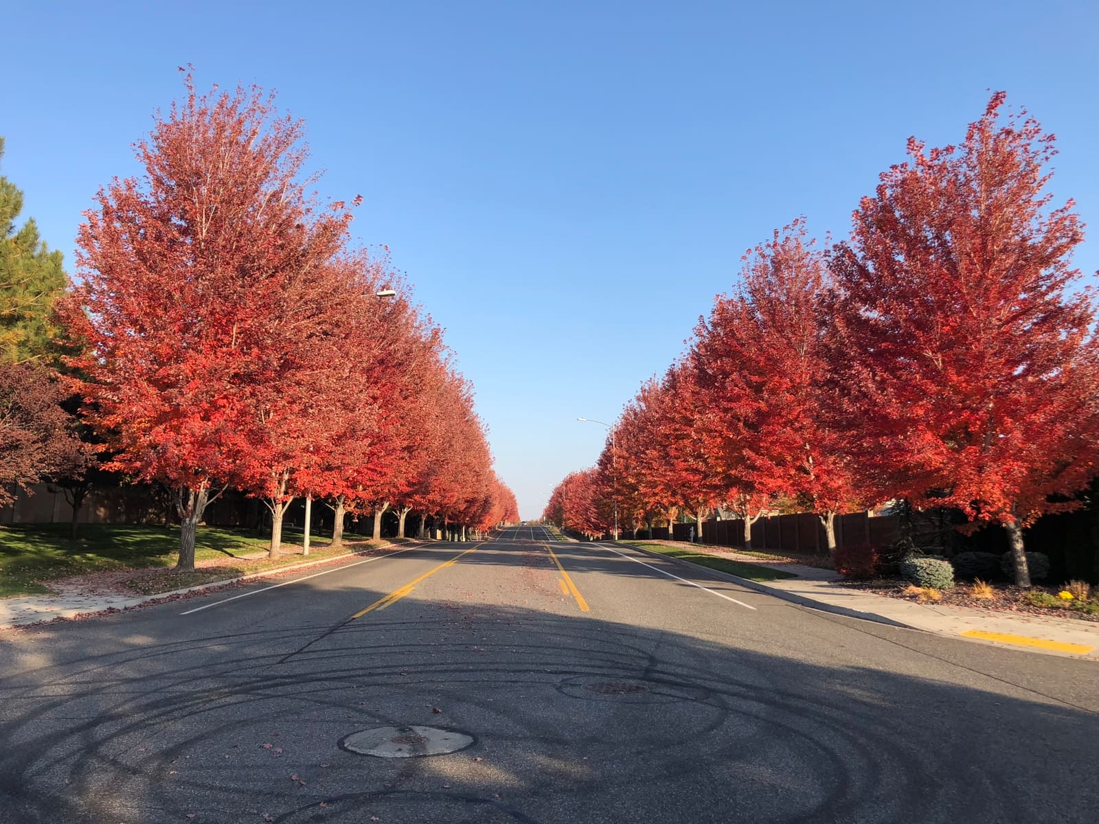 Urban Sunset Maple Tree Buy Online, Pickup at Nursery