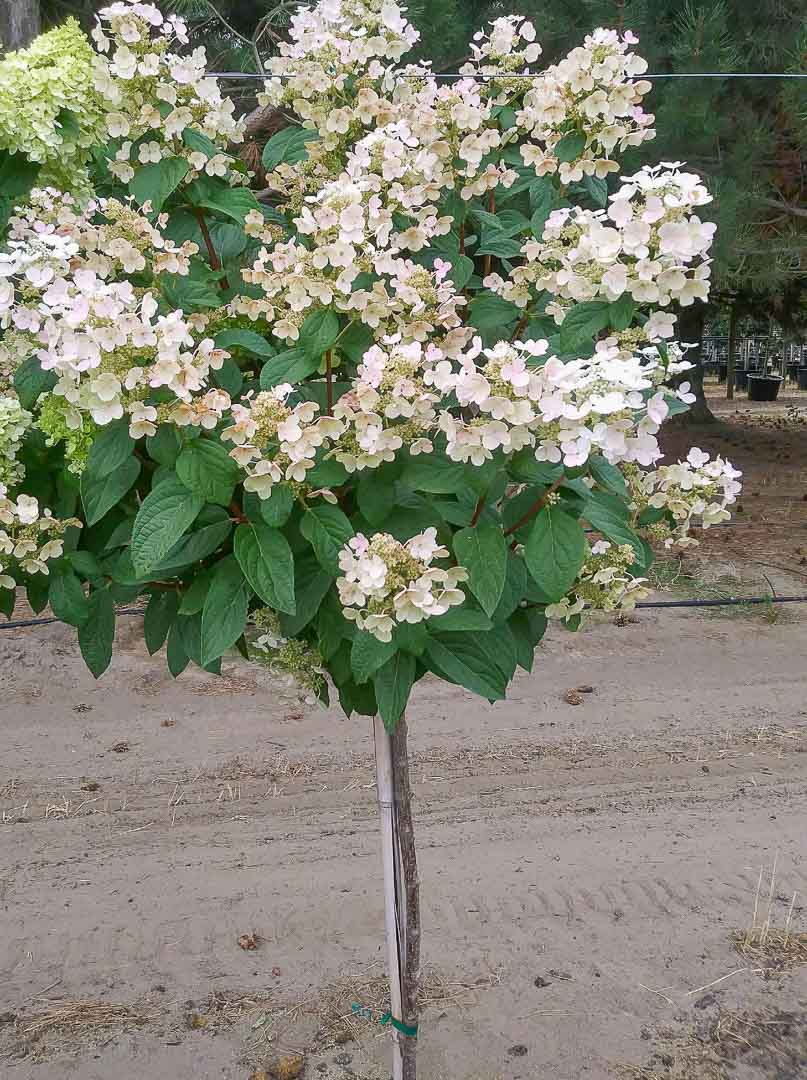 Quick Fire Hydrangea (Tree Form) Buy Online, Pickup at Nursery