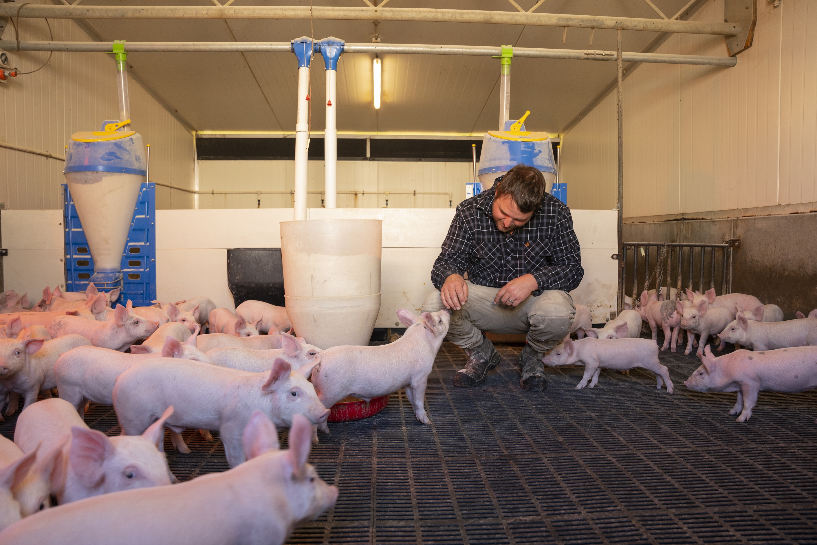 High volumes of imported pork are failing to meet New Zealand animal