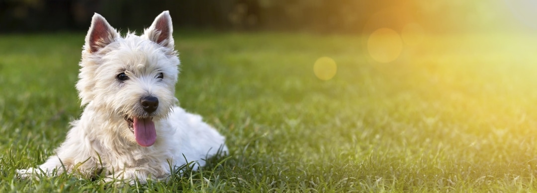 Classes Reality Dog Training (London Borough of Richmond