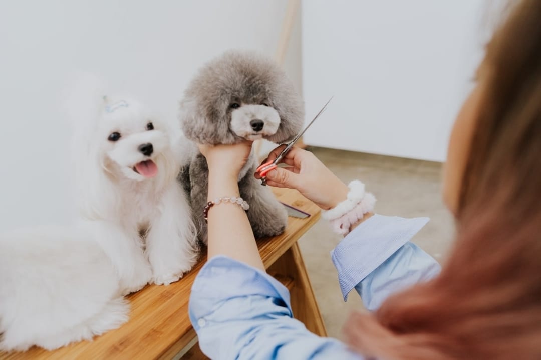 TheDogSmiths Dog Grooming Studio Grooming & Spa