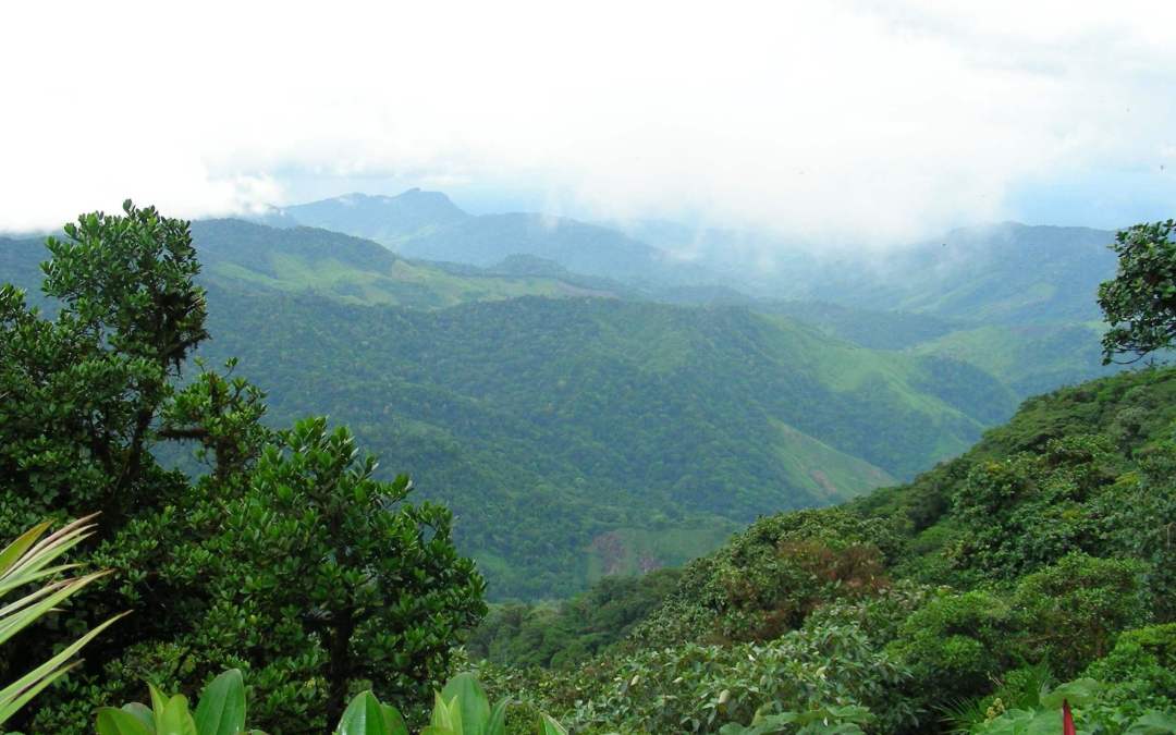 A Brief 200 Million Year History of the Amazon Rainforest