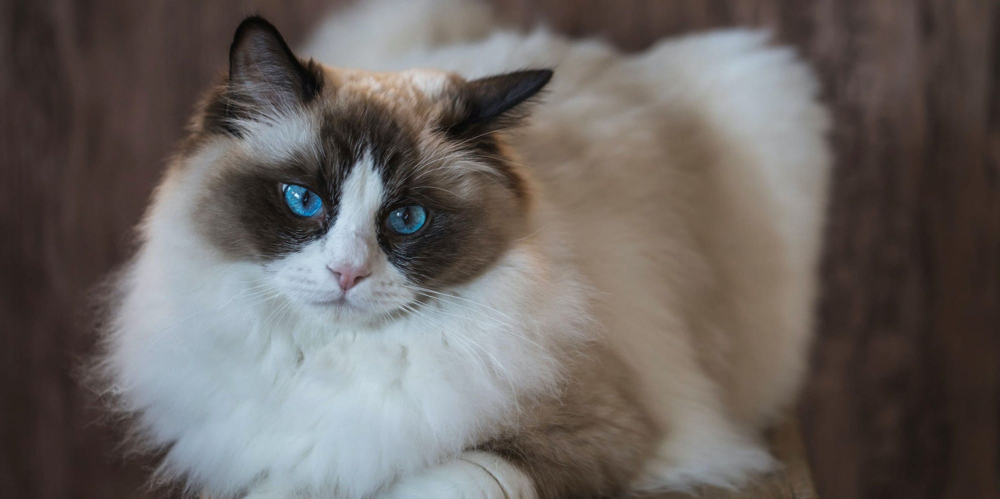 Le guide du Ragdoll