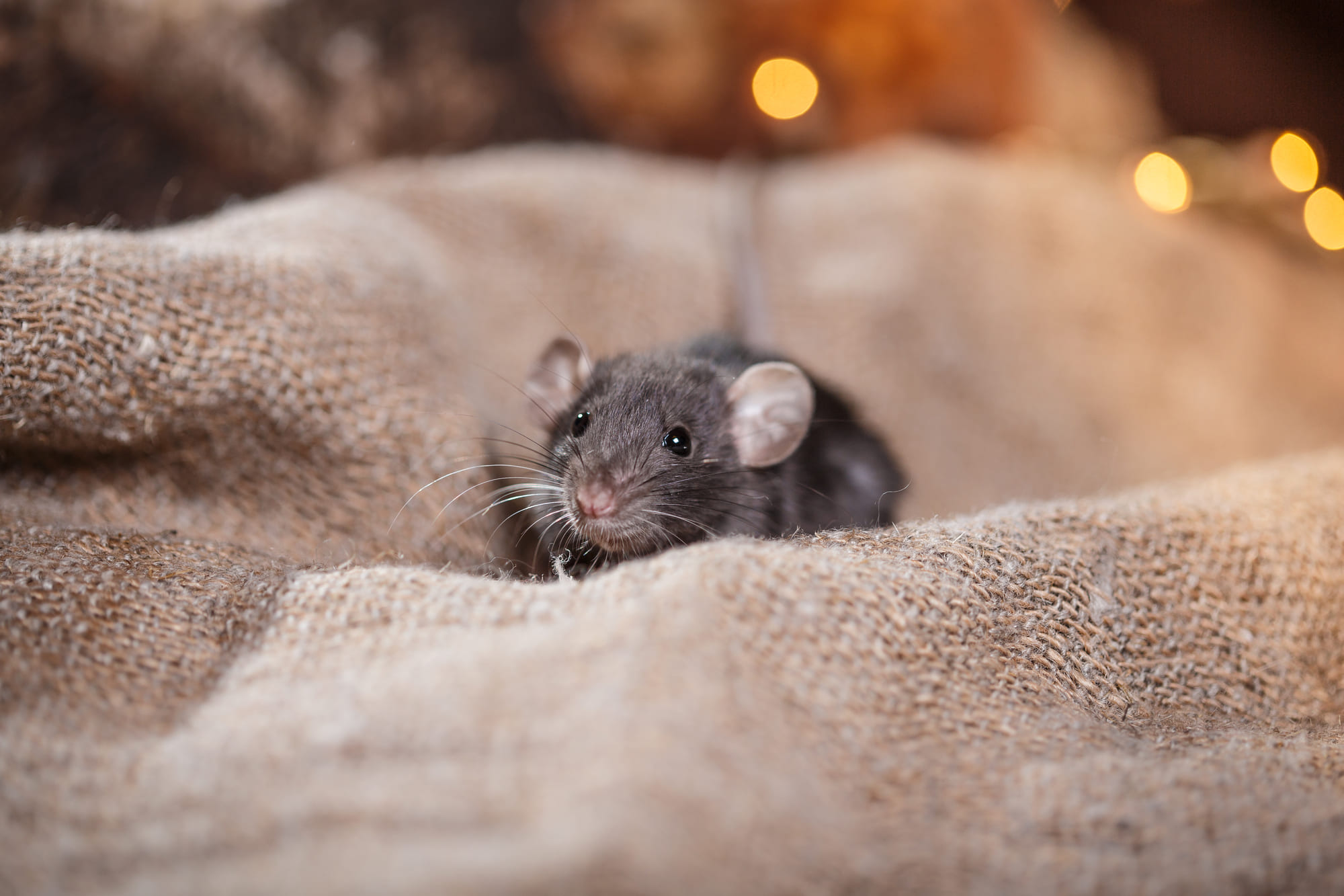 What Smell Will Keep Rats Away Best Scent Repellent