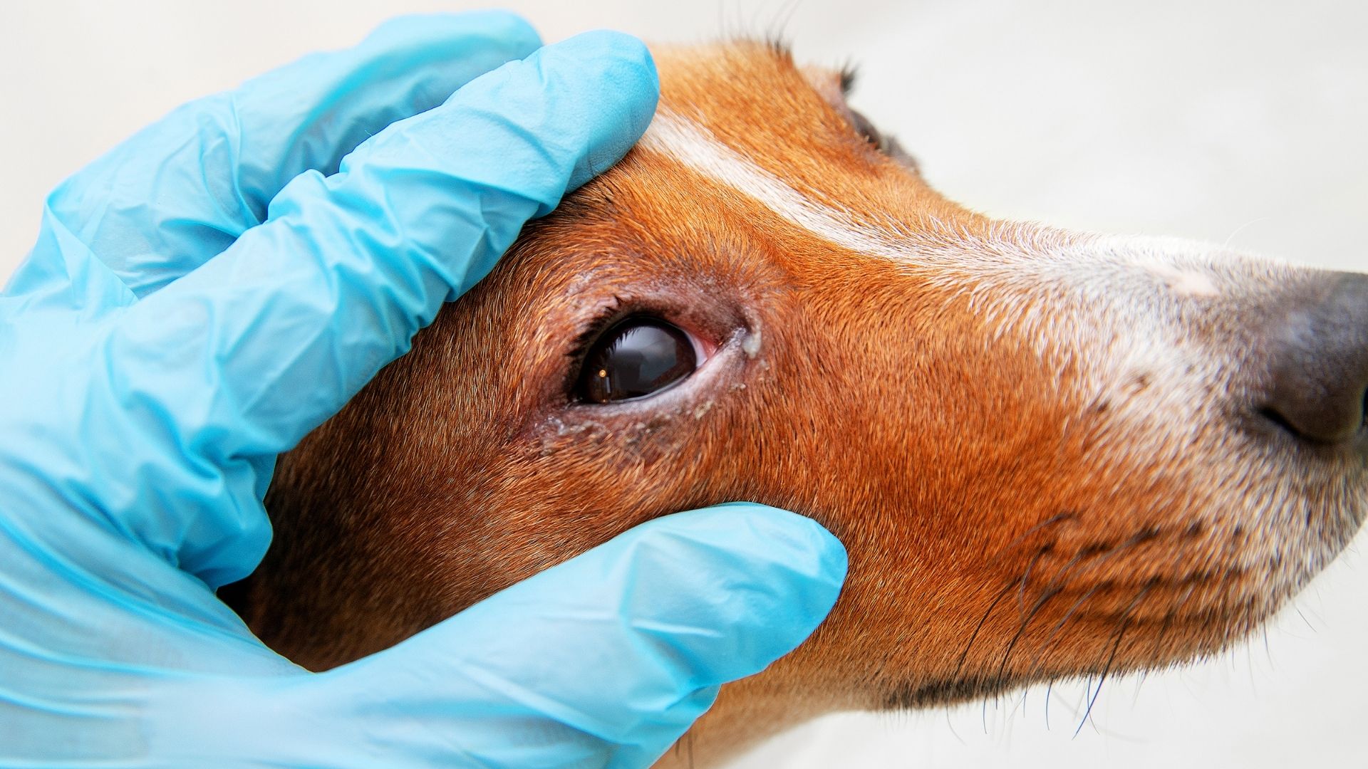 What are the Signs of Pink Eye in Dogs? I Pettable I ESA Experts