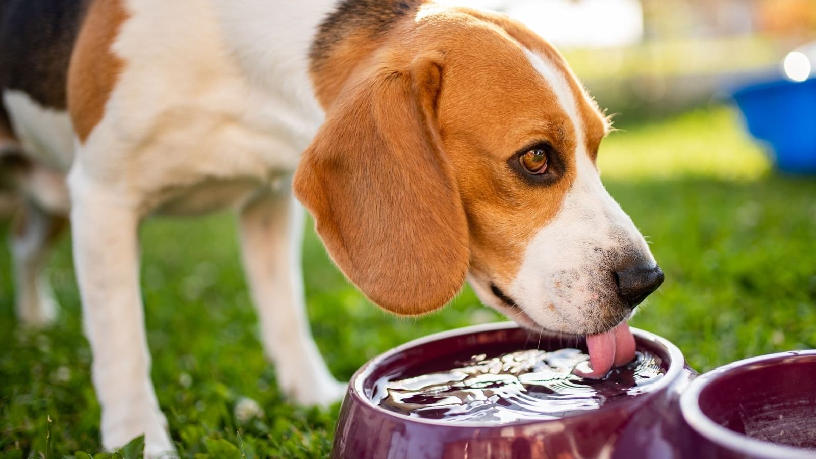 How Do I Treat Dog Constipation? I Pettable I ESA Experts