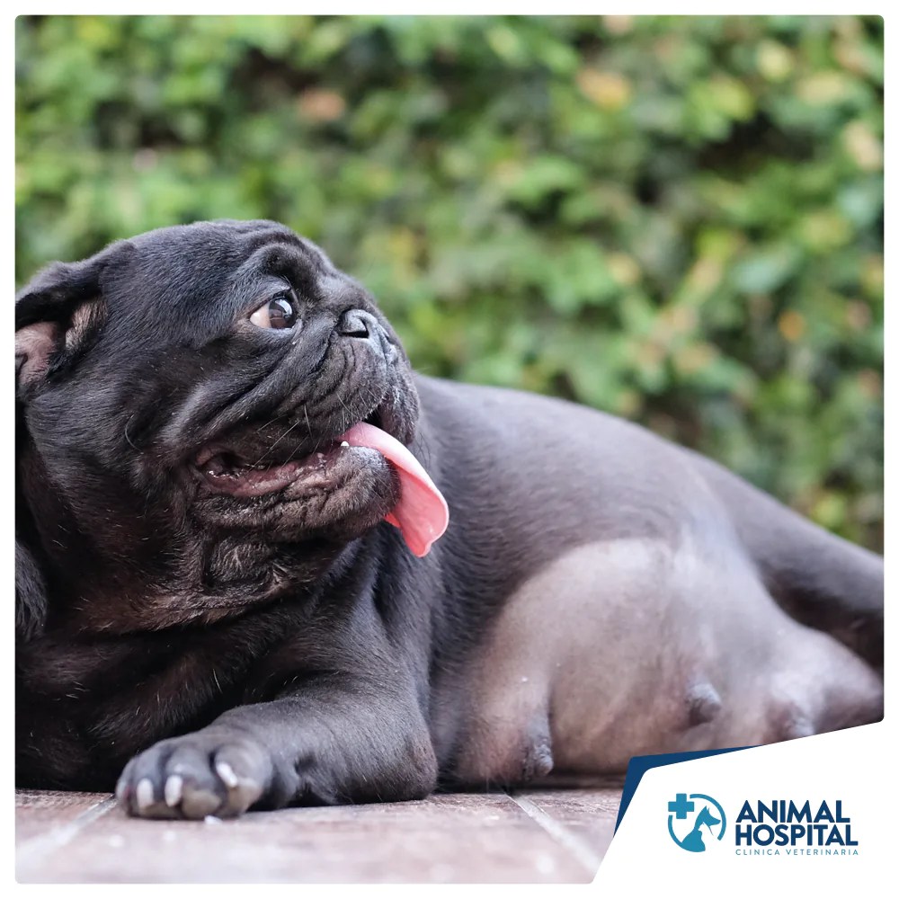 Gestazione cane cosa fare dalla gravidanza al parto delle cagne