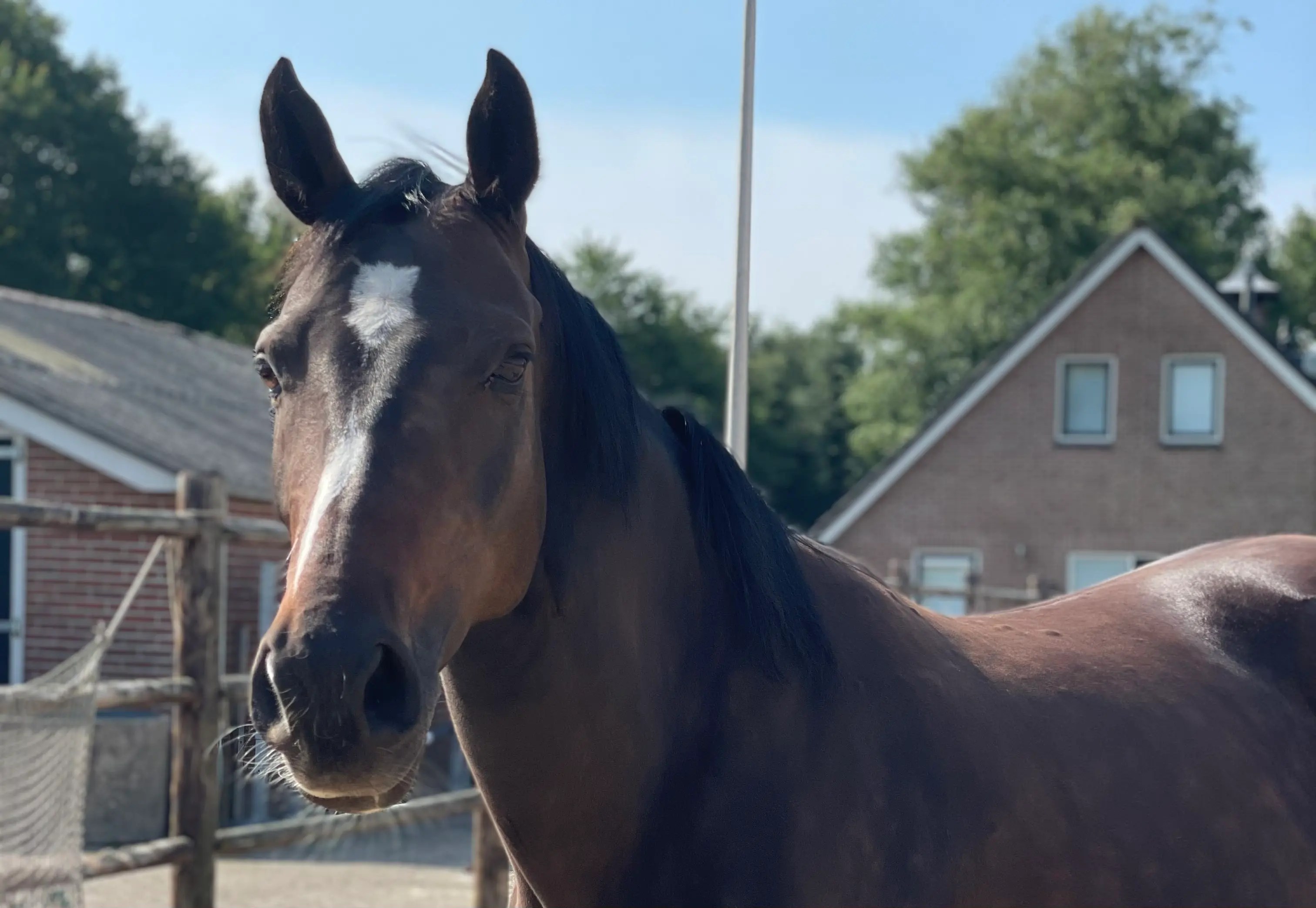 Why Arabian horses make the perfect companion for trail riding