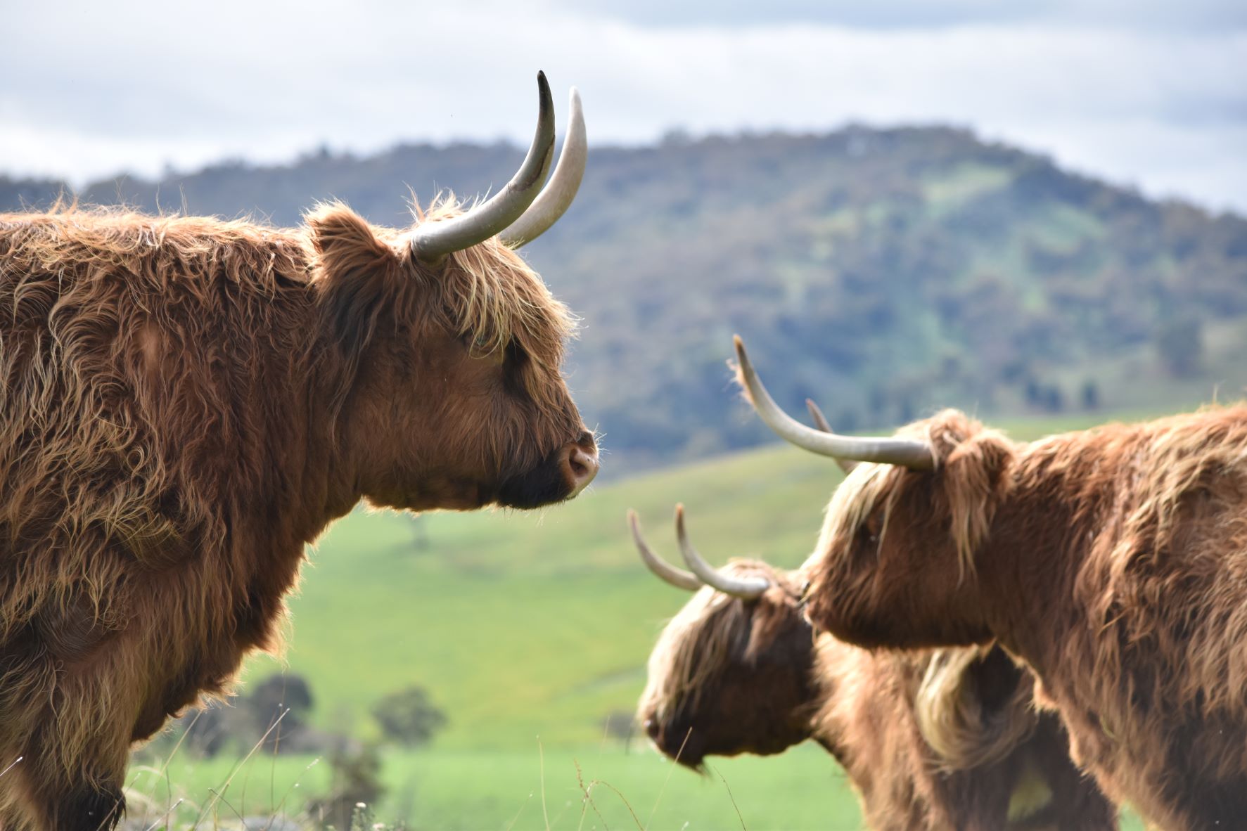 Australian Highland Cattle Society
