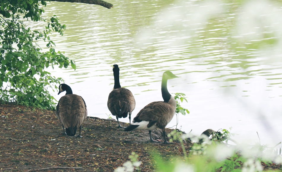 Le (demi)tour du parcnature de l’ÎledelaVisitation le passé de