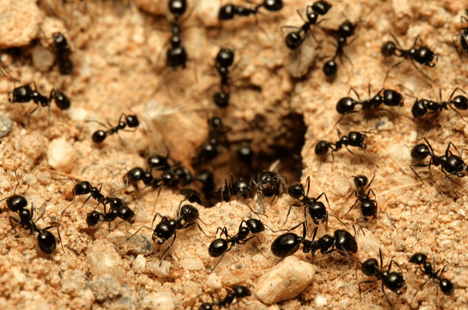 Pest Control How Do I Get Rid of Ant Piles? CalCam Termite & Pest