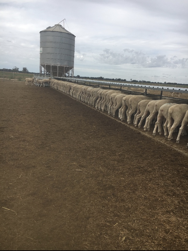 Feedtech Feeding Systems Static Auto Sheep Feeder