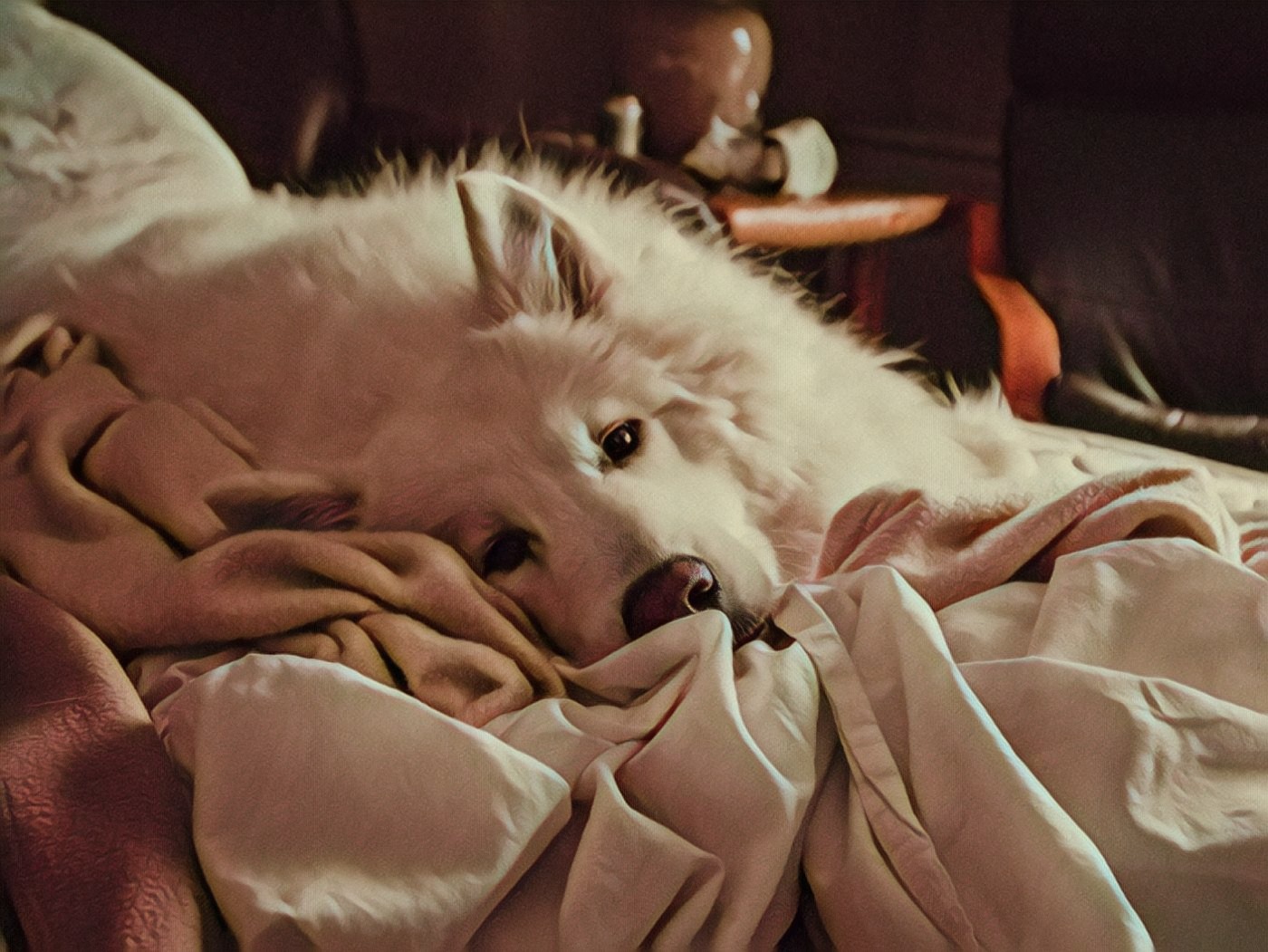 Why do dogs sleep at your feet? Gentle Beast Dog Training Blog