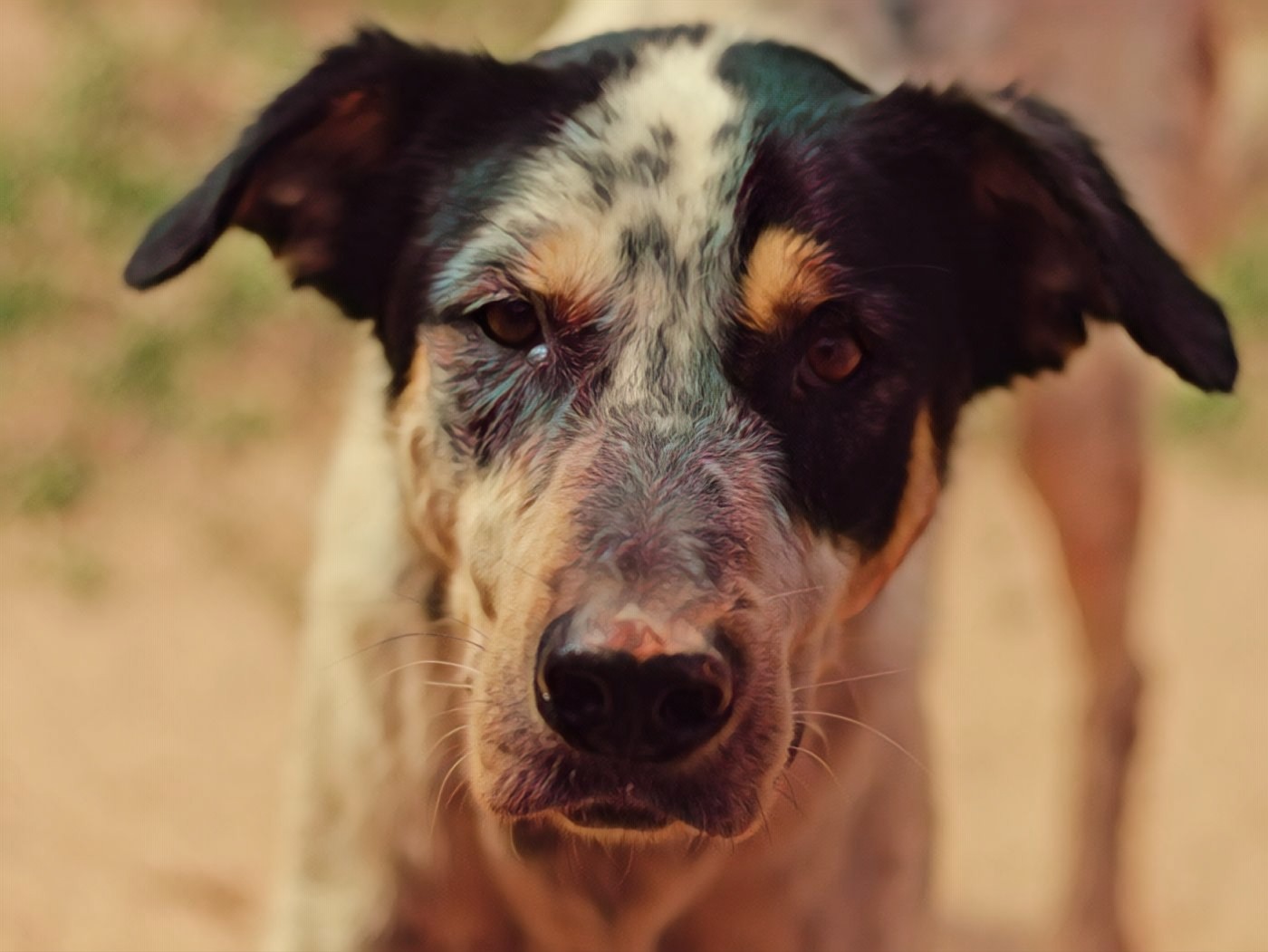 Why do dogs have whiskers? Gentle Beast Dog Training Blog