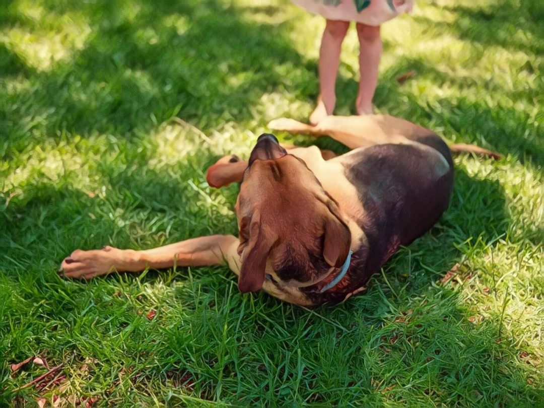 Why do dogs lay on their back? Gentle Beast Dog Training Blog