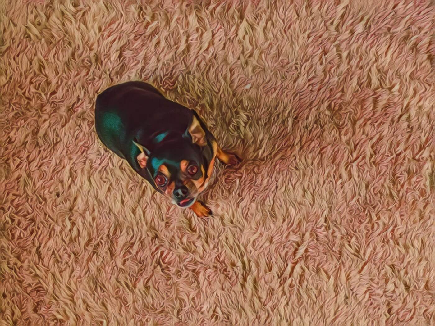 Why do dogs scratch the carpet? Gentle Beast Dog Training Blog