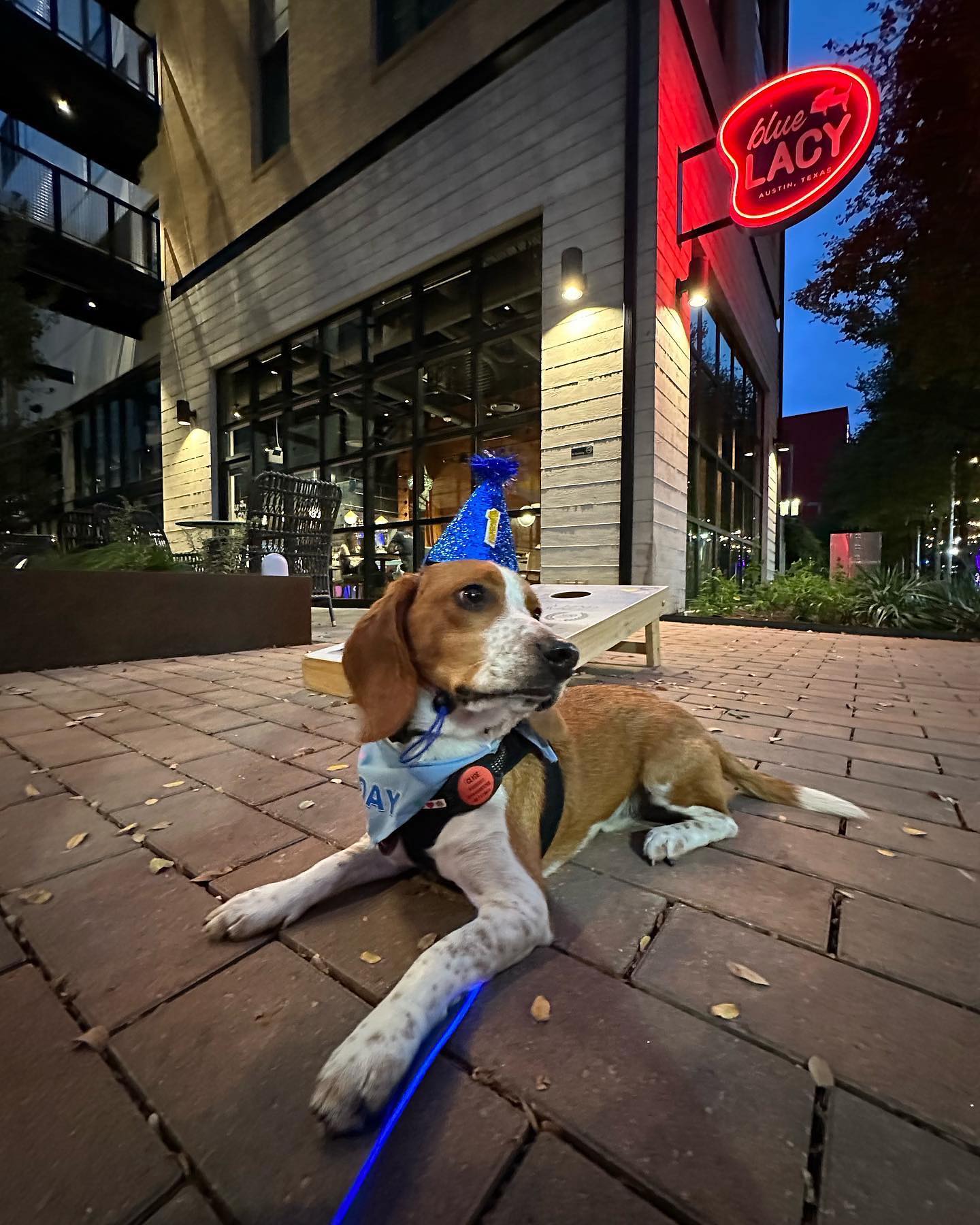 10 Dog Friendly Bars in Austin Fursure Blog