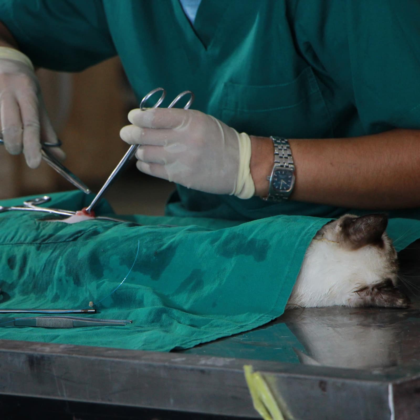 Richboro Veterinary Hospital Your Small Animal Vet in Richboro, PA