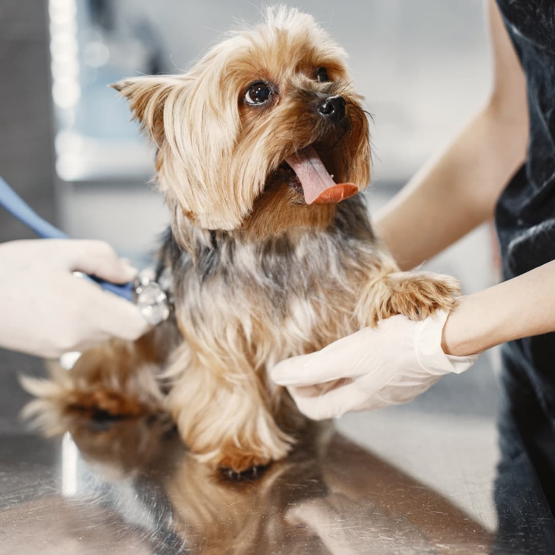 Richboro Veterinary Hospital Your Small Animal Vet in Richboro, PA