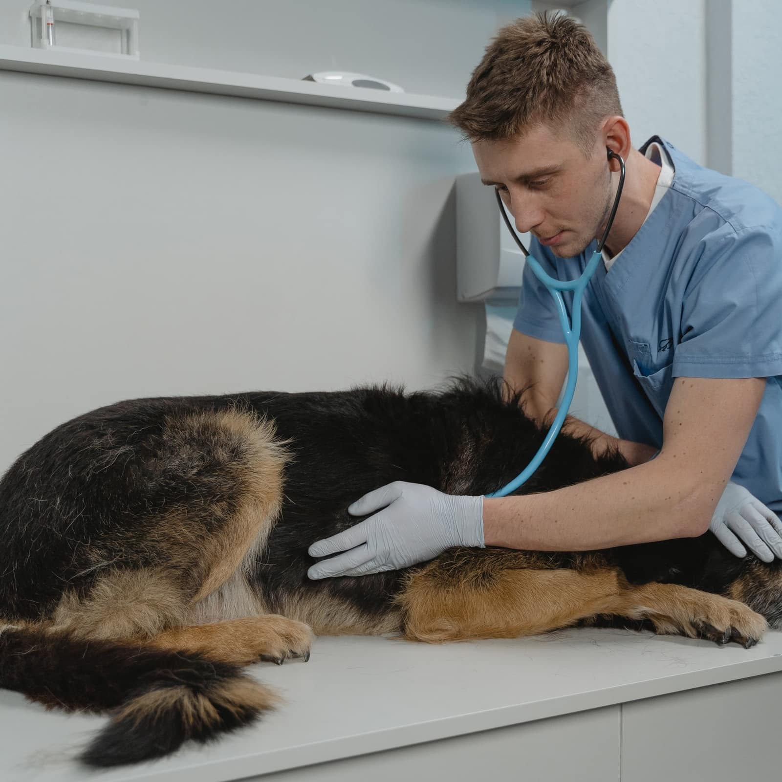 Richboro Veterinary Hospital Your Small Animal Vet in Richboro, PA