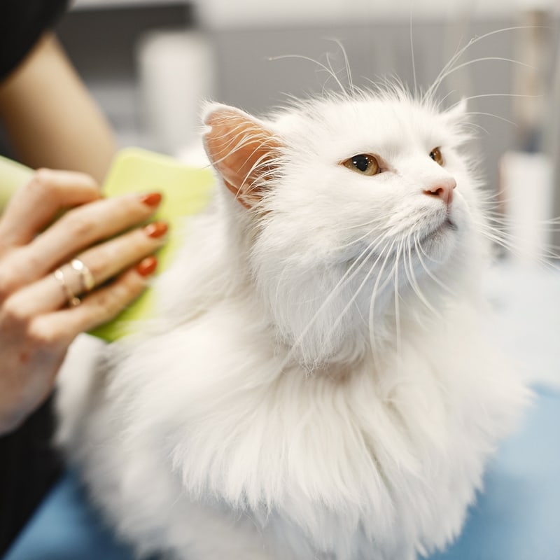 Richboro Veterinary Hospital Your Small Animal Vet in Richboro, PA