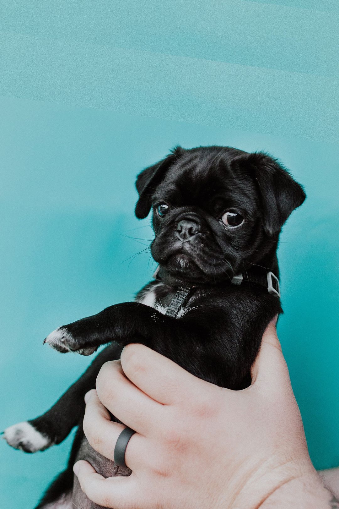 Surgery Richboro Veterinary Hospital