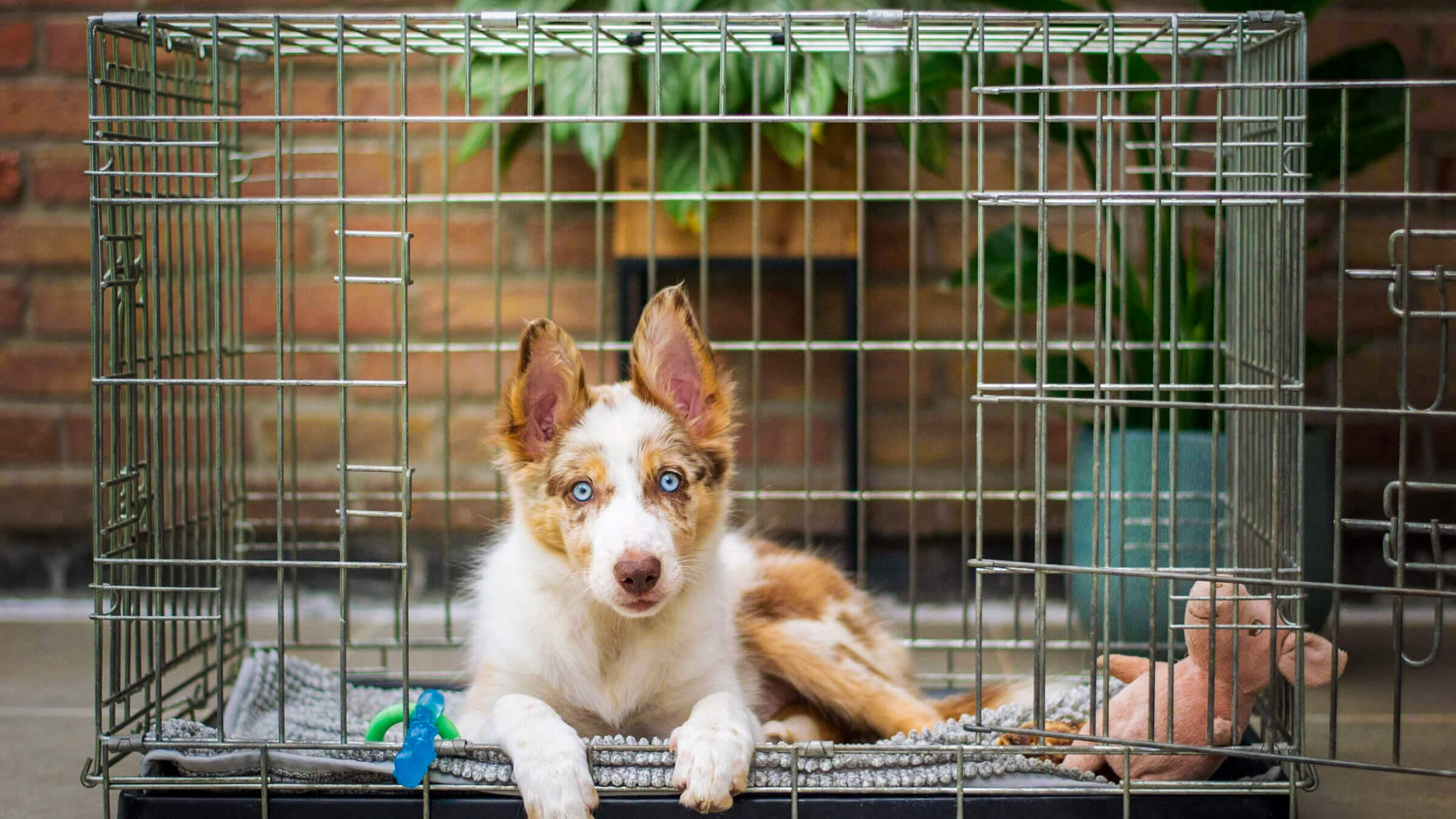 Everything You Need To Know On How To Crate Train A Puppy Chomps Dog