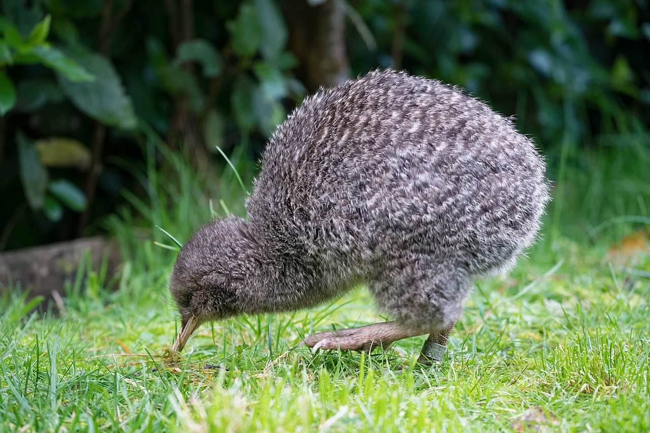 All About the Kiwi Bird » Facts Bird Buddy Blog