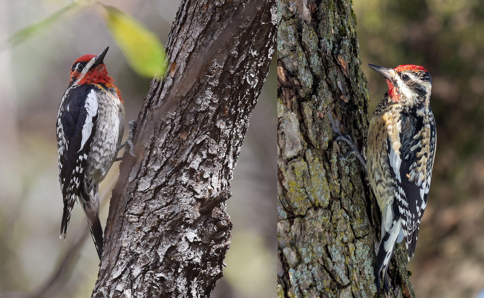 Yellow Bellied Woodpecker Sapsucker