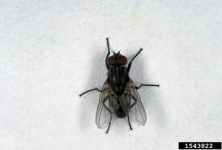 Why Are There So Many Flies In My House?