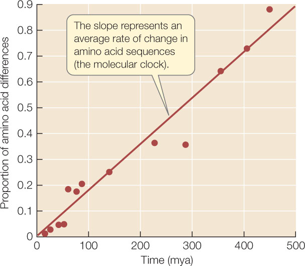 Molecular Clock