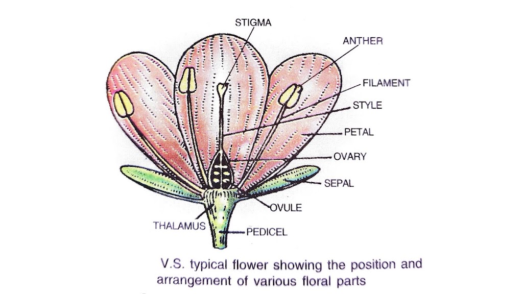 Flower Structure