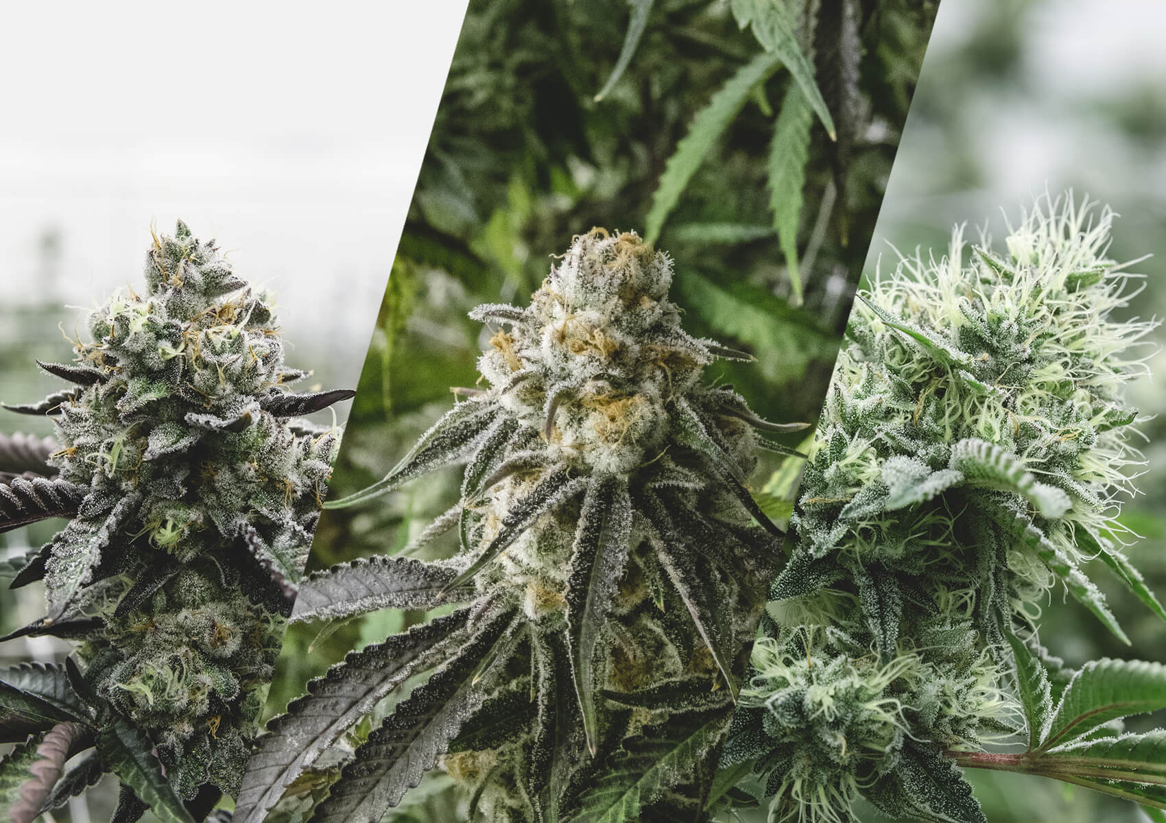 Products — Herban Tribe