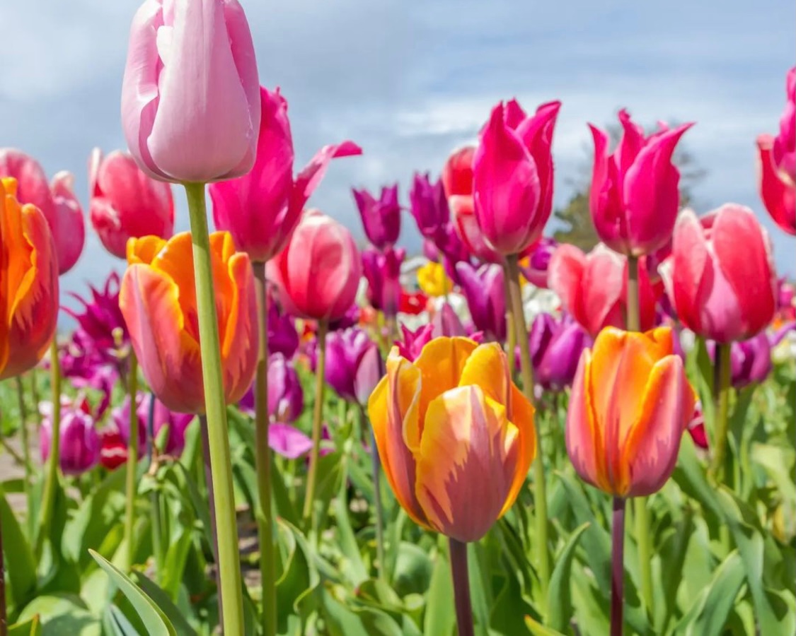 Todotoronto Visit Some of the Best Outdoor Flower Markets
