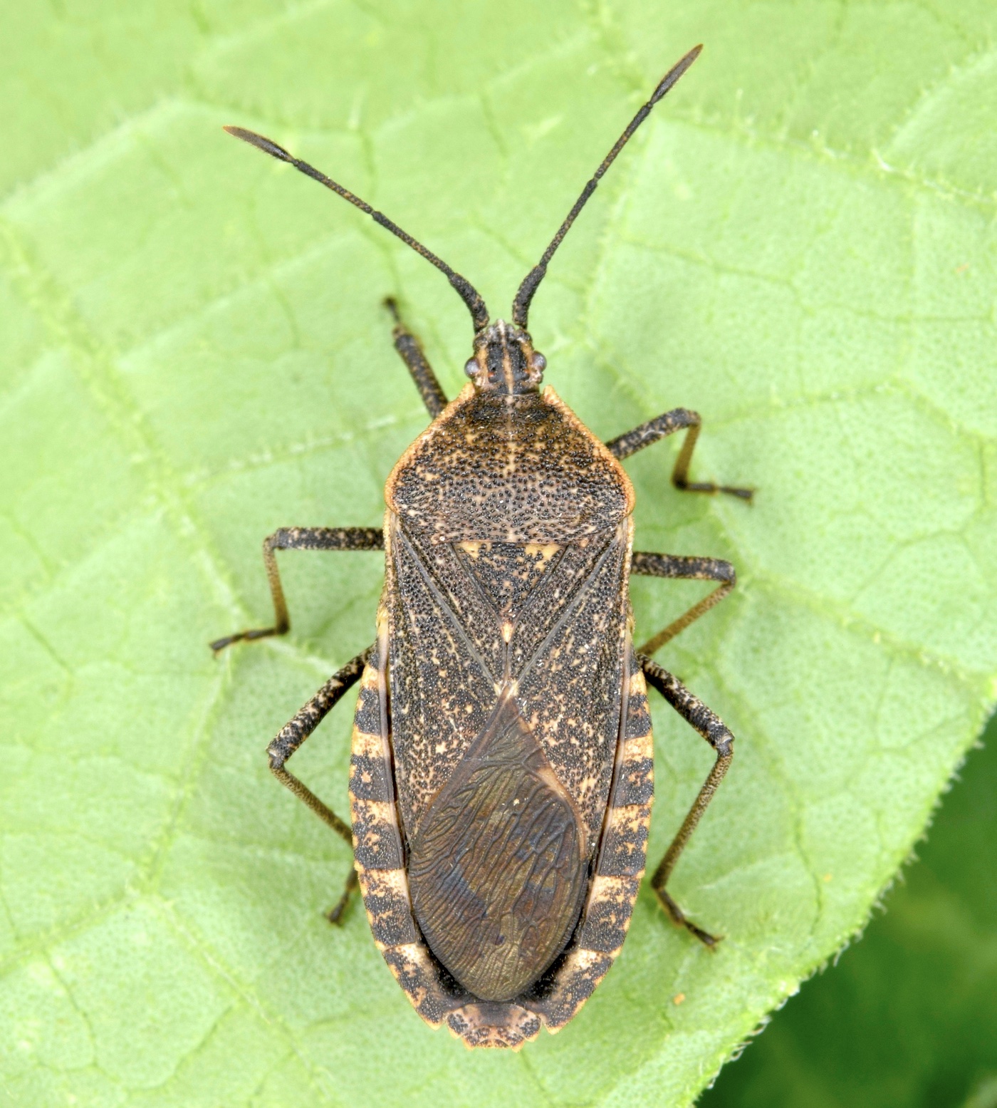 How Do You Deal With Squash Bugs?